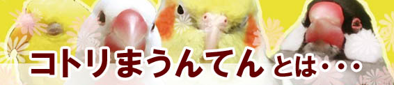 名古屋白文鳥・インコ・フィンチまみれイベント「コトリまうんてん」とは